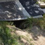 Tortoise_024 (June 17, 2017)